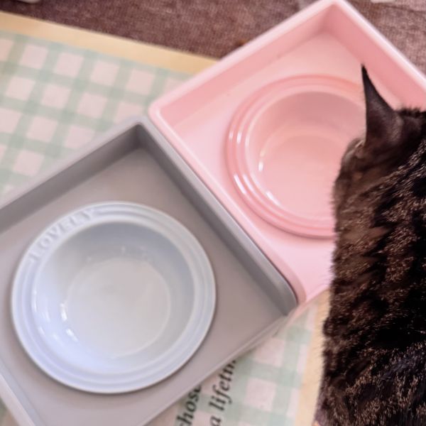 《飯來張口》法國同款飛碟陶瓷貓碗 