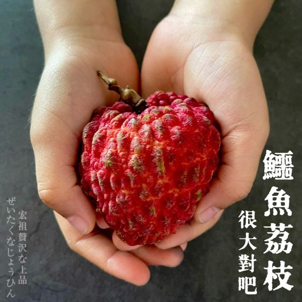 鱷魚荔枝｜此生必吃｜史上最大 鱷魚荔枝｜此生必吃｜史上最大