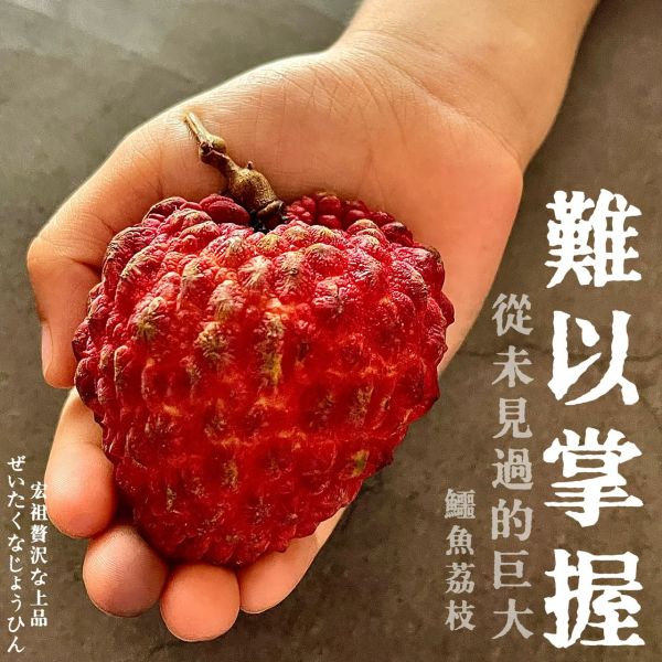 鱷魚荔枝｜此生必吃｜史上最大 鱷魚荔枝｜此生必吃｜史上最大