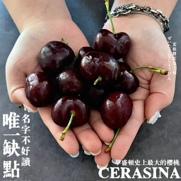 Cerasina|史上最大的櫻桃｜空運華盛頓 Cerasina|史上最大的櫻桃｜空運華盛頓