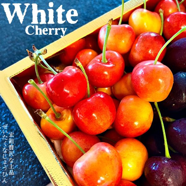 空運櫻桃季|稀有櫻桃|黃金黑白櫻桃 空運櫻桃季|稀有櫻桃|黃金黑白櫻桃