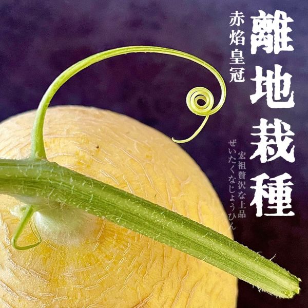 台灣契作｜赤焰皇冠 
