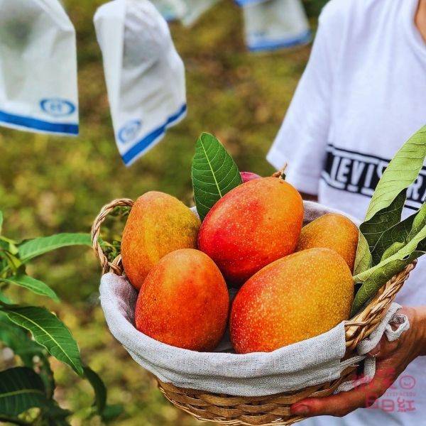 Irwin Mango｜Delivery to Taiwan｜premium class | English 愛文芒果禮盒,台湾愛文マンゴー,愛文芒果,產地直送,屏東縣,枋山,水果禮盒,空運日本,國內宅配,VIVIYACIOU,微笑日日紅,恆春,夏天,芒果宅配,產地直送,