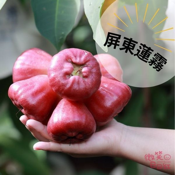 (.ᐟ‪‪.ᐟ限時預購1/7-1/11.ᐟ‪‪.ᐟ)2026 新春第一發Ｘ終於可以吃黑珍珠蓮霧了 蓮霧,屏東,冬天水果,林邊,黑珍珠,美人,佳冬,枋寮,墾丁,屏東