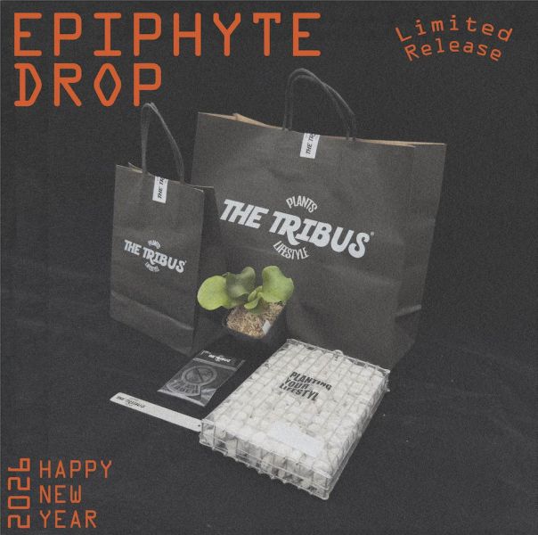 2026鹿角蕨限量福箱 