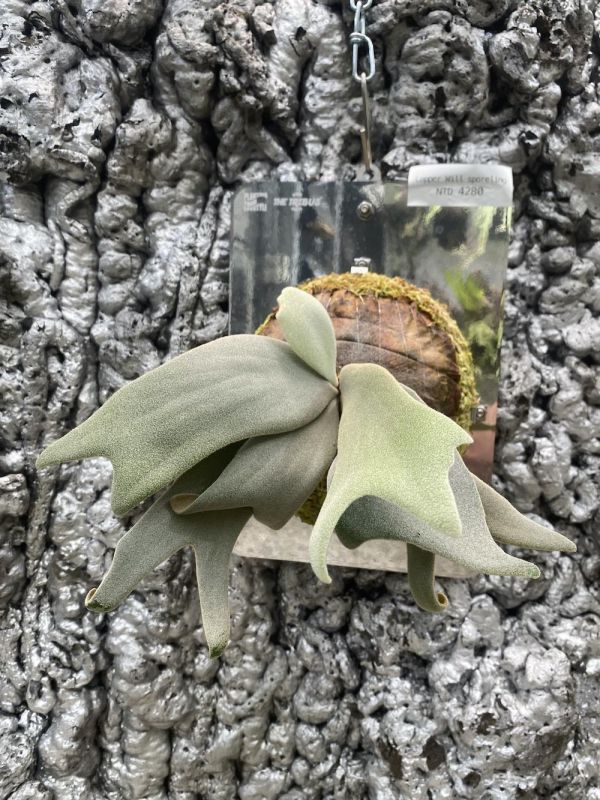 P. willinckii "Copper Will Sporeling" 