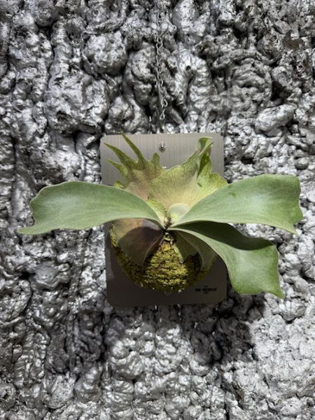 P. Ginka x P. veitchii AR 