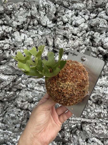 P. ridleyi silvery dwarf 