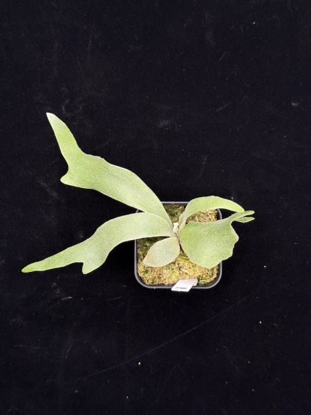 P. willinckii Pinkie Sporeling 