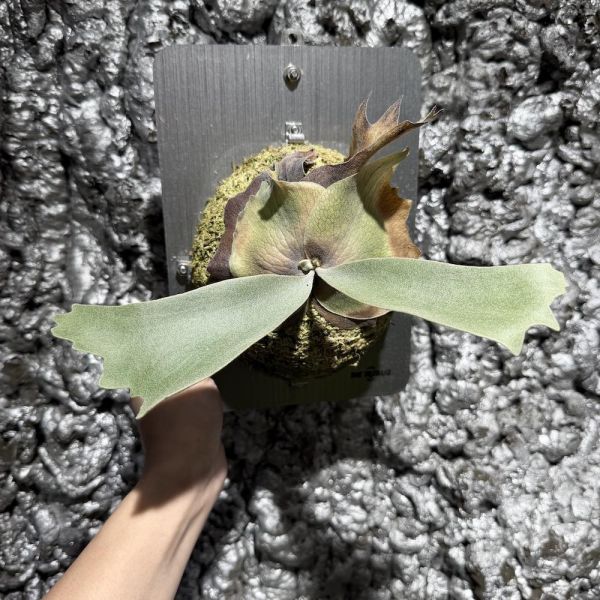 P. willinckii “Manta Wing” 曼塔之翼 