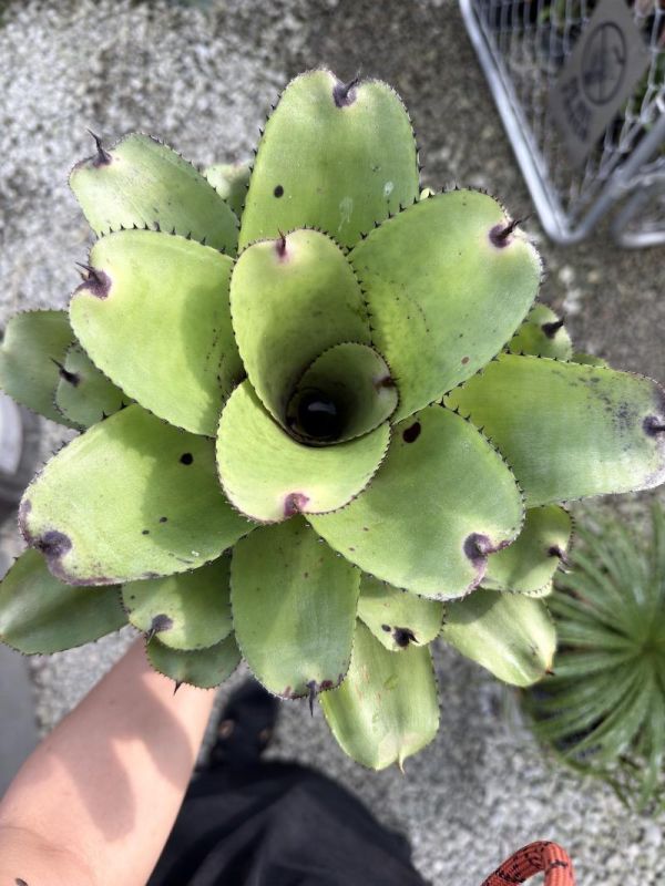 Neoregelia "Ninja Pink" 粉紅忍者 