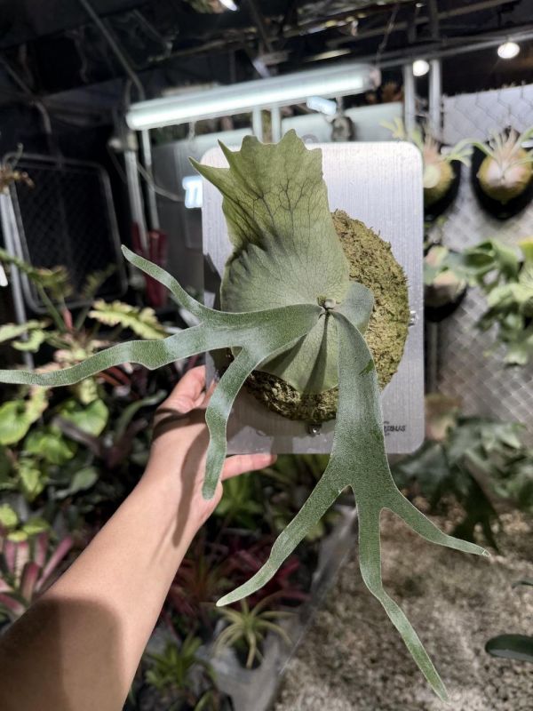 P. Mogor x P. veitchii AR 
