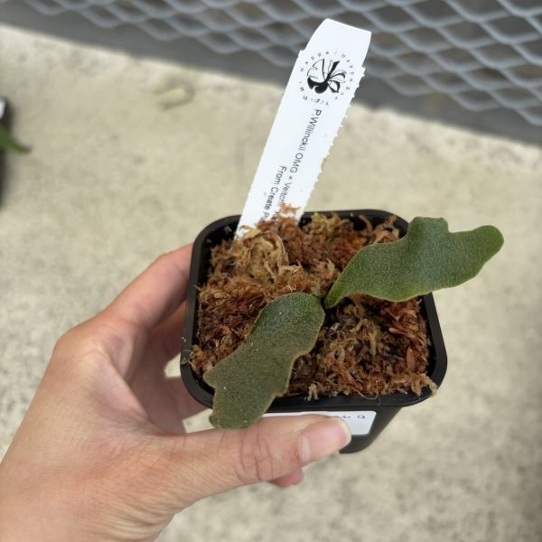 P .OMG x P. veitchii katsu 