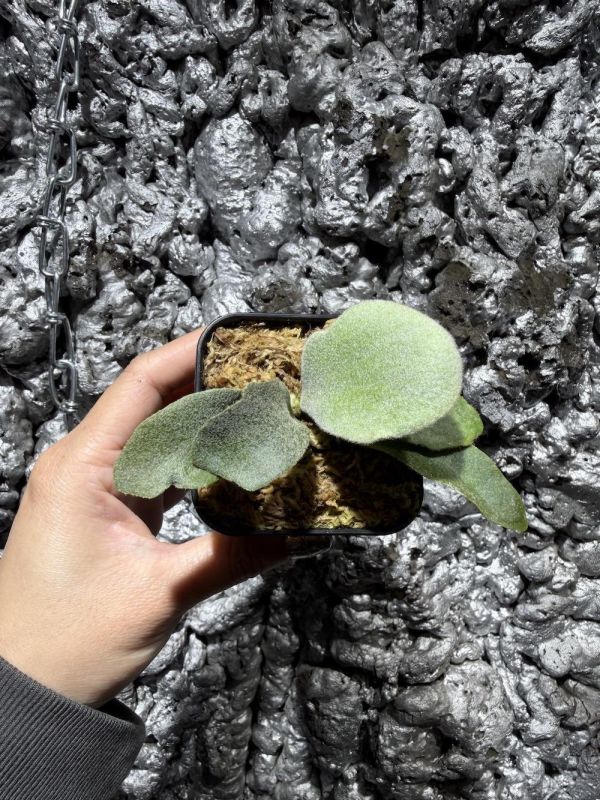 P. CCS × Wild Cat 棉花雲,野貓混播苗 