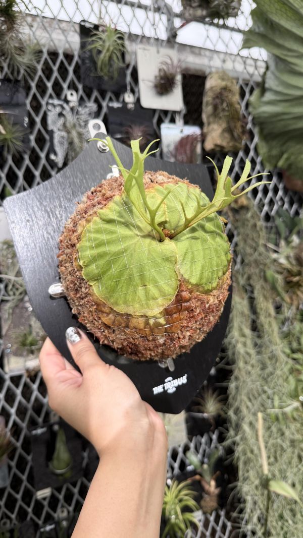 P. ridleyi "Pakarang" Sporeling 