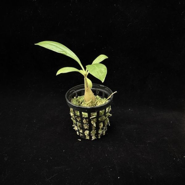 Myrmecodia tuberosa 
