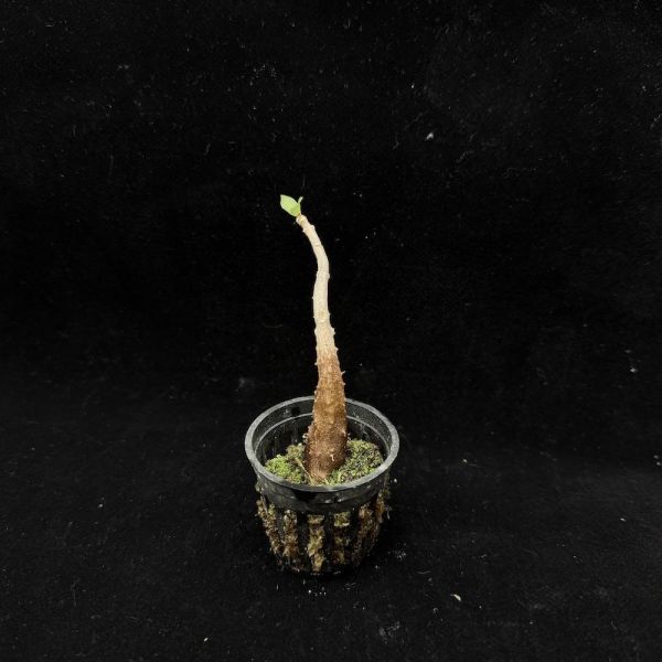 Myrmecodia spp. from Thailand 