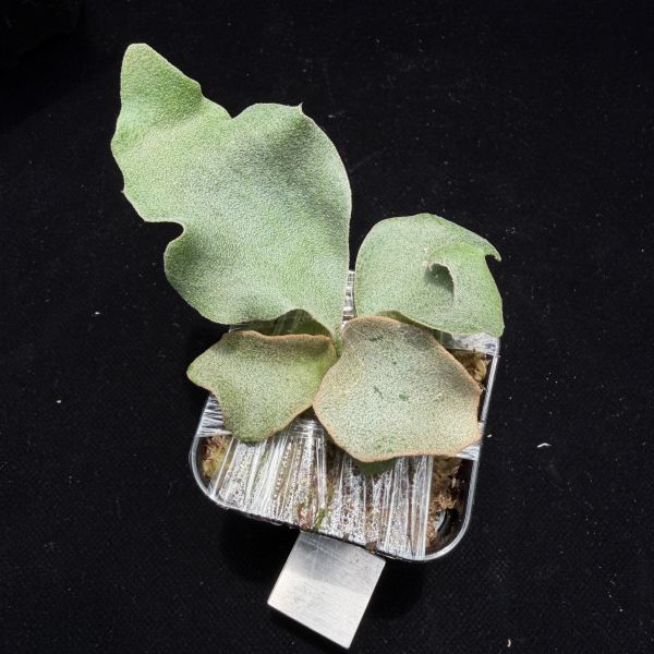 銀華鹿角蕨孢子苗 P. Ginka Sporeling 