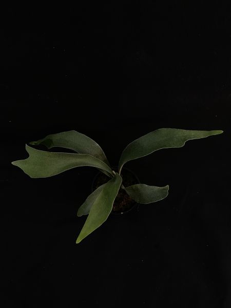 P. veitchii "Auburn River " Sporeling  奧本河銀鹿鹿角蕨孢子苗 