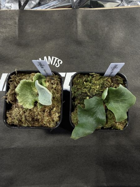 銀華,奧本河銀鹿鹿角蕨 混播苗 