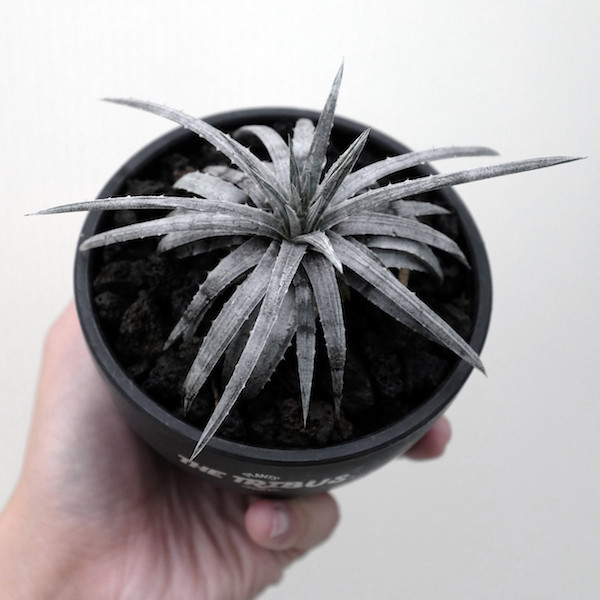 Dyckia choristaminea select silver 