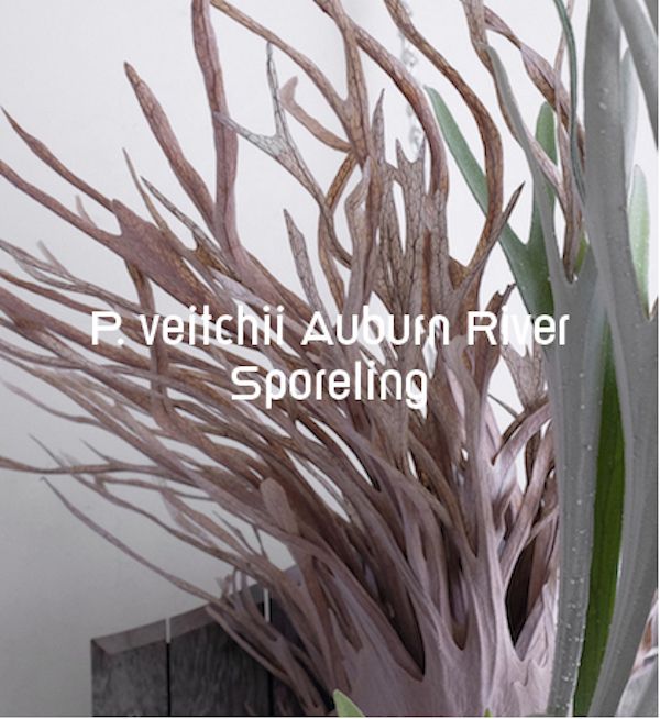 P. veitchii "Auburn River " Sporeling  奧本河銀鹿鹿角蕨孢子苗 