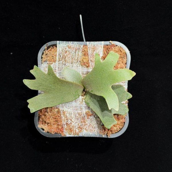 P. willinckii " OMG " 