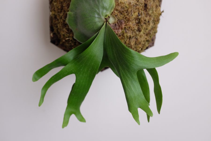 Platycerium madagascariense x quadridichotomum 非猴 x 四叉 