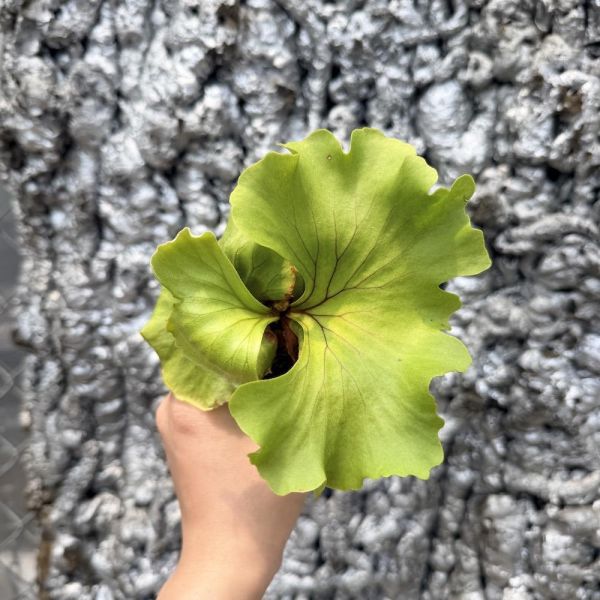 圓葉亞洲猴腦鹿角蕨 