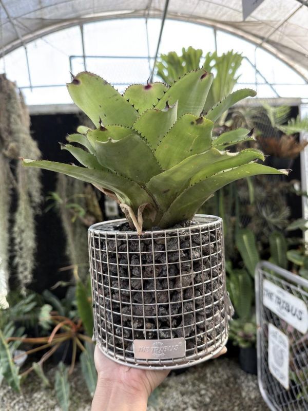 Neoregelia "Ninja Pink" 粉紅忍者 