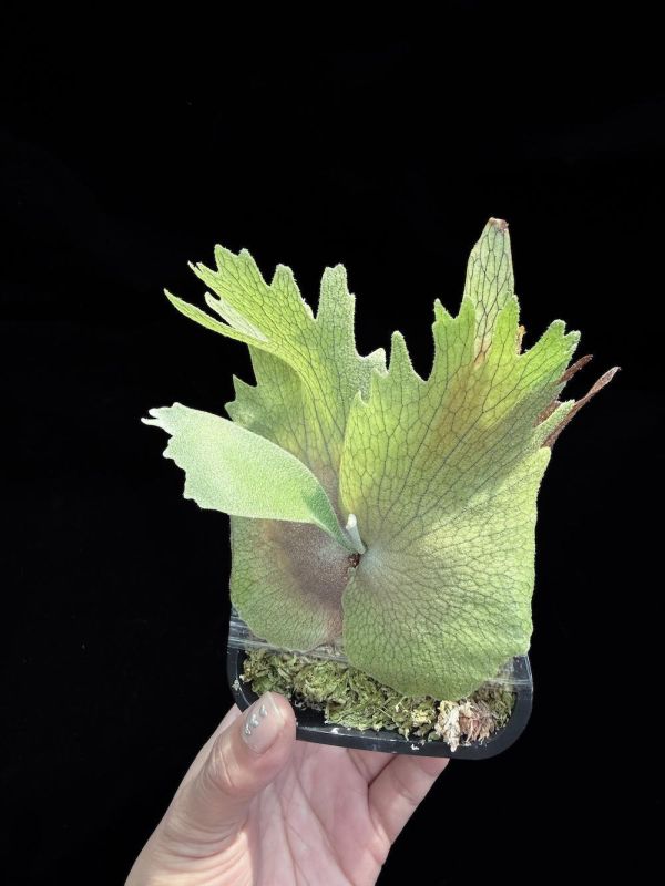P. willinckii “Manta Wing” 曼塔之翼 