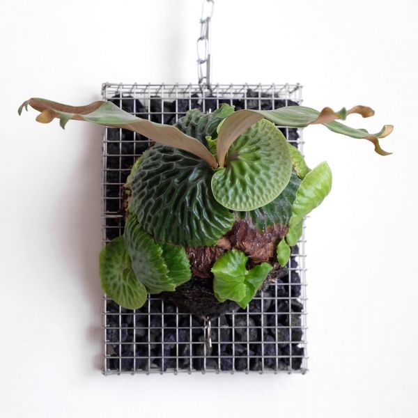 P. madagascariense 非洲猴腦鹿角蕨 