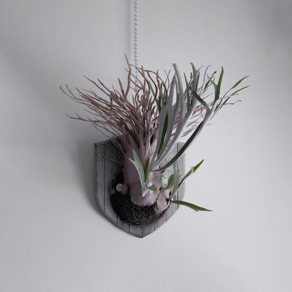 P. veitchii "Auburn River " Sporeling  奧本河銀鹿鹿角蕨孢子苗 