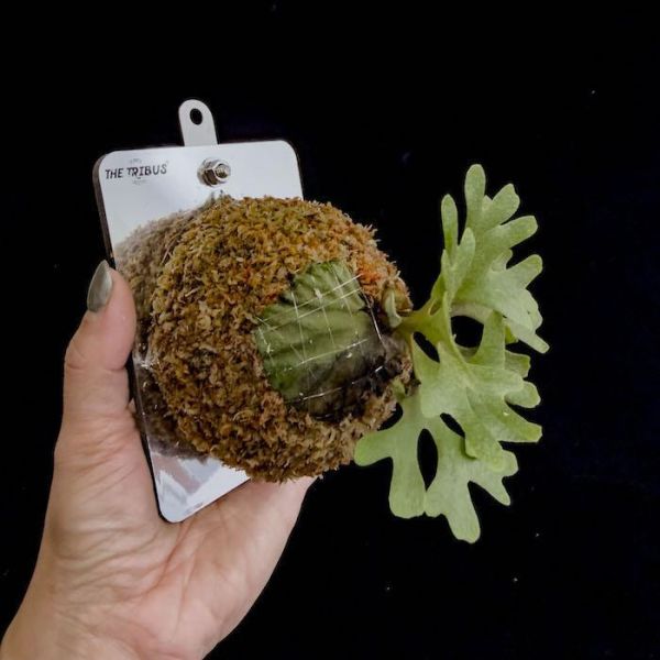 P. ridleyi silvery dwarf 