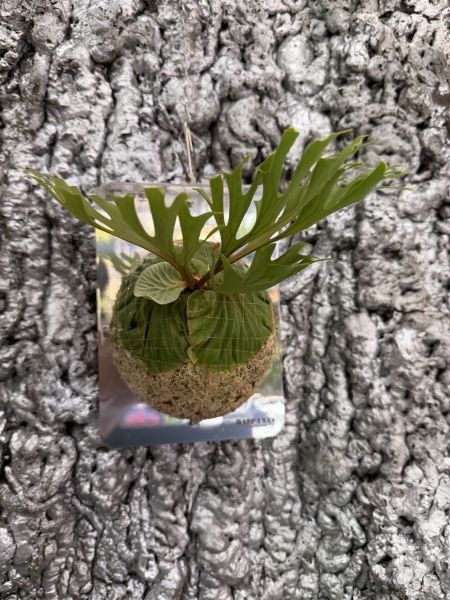 細葉亞洲猴腦孢子苗 P. ridleyi thin sporeling 