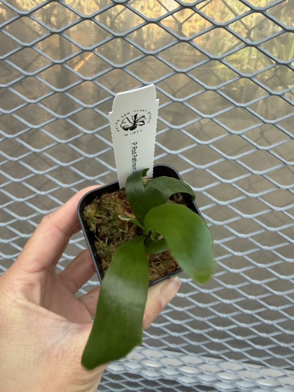 P.  Hillii RP Sporeling 