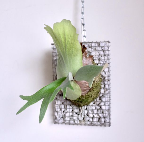 Platycerium willinckii "Bogor" 印尼茂物爪哇 