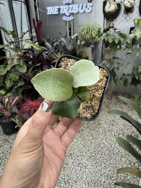 銀華鹿角蕨孢子苗 P. Ginka Sporeling 
