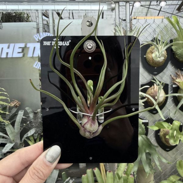 Mini CyberBoard x 小章魚空氣鳳梨 