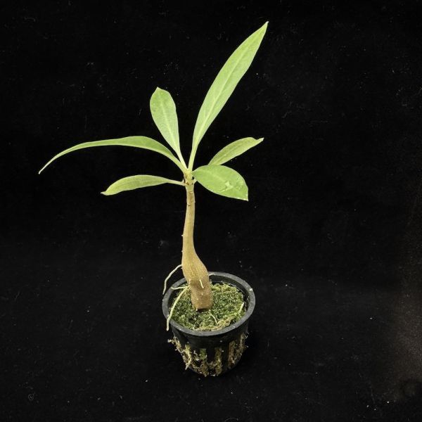 Myrmecodia tuberosa 