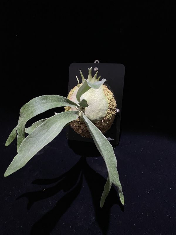 P. veitchii "Auburn River " Sporeling  奧本河銀鹿鹿角蕨孢子苗 