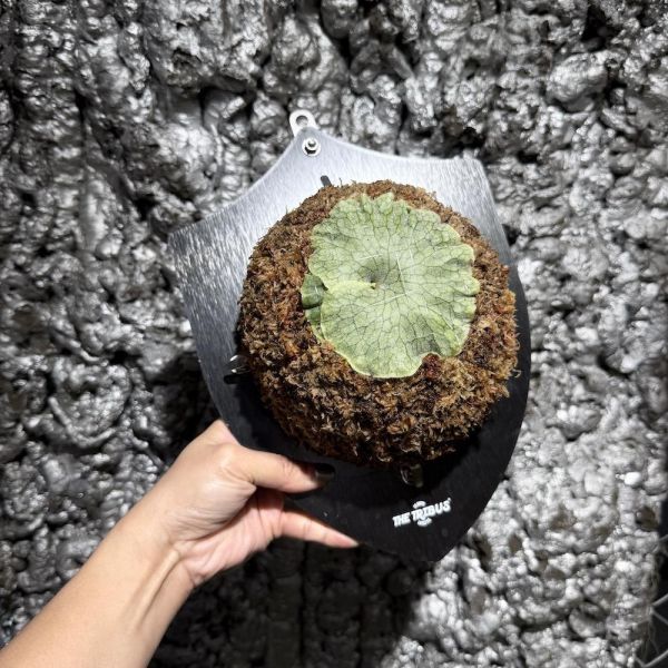 P. superbum dwarf侏儒巨大 