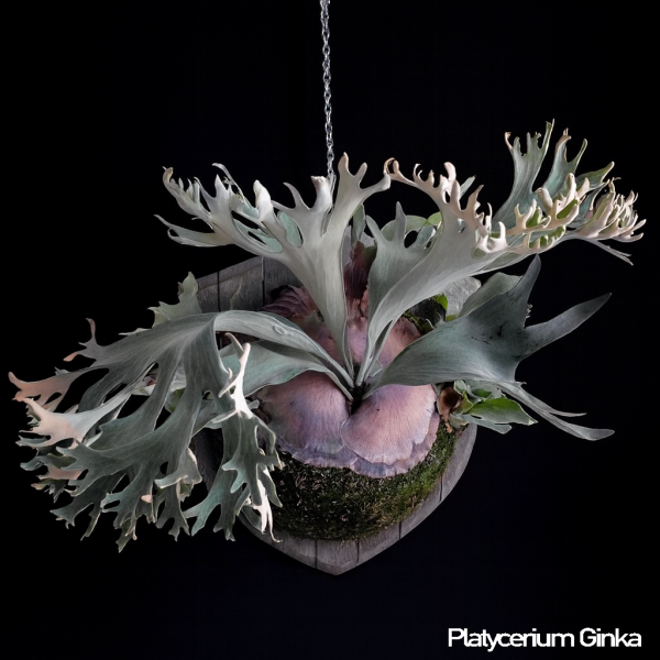 銀華鹿角蕨孢子苗 P. Ginka Sporeling