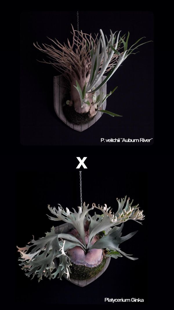 銀華,奧本河銀鹿鹿角蕨 混播苗 