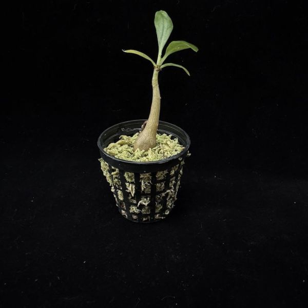 Myrmecodia tuberosa 