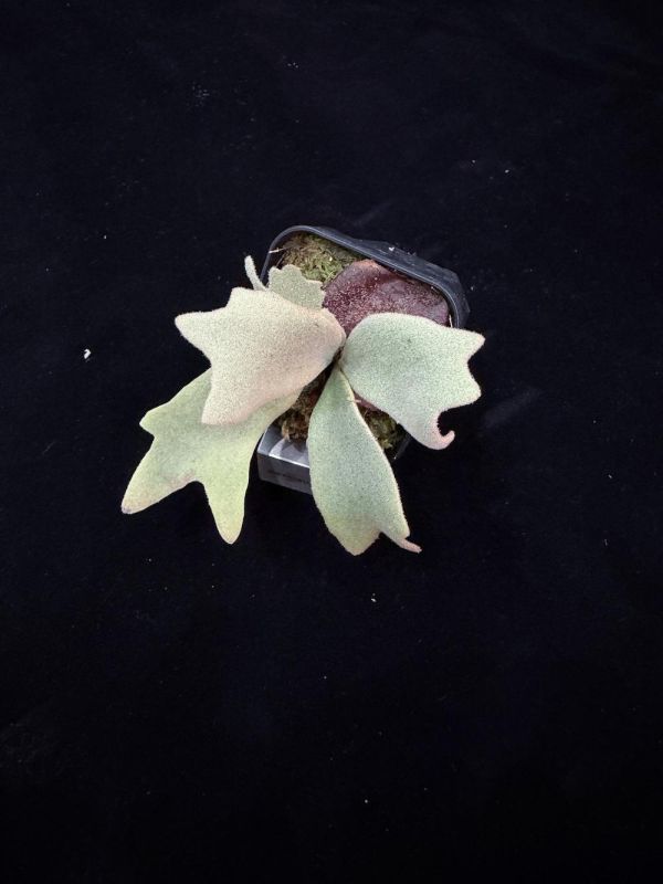 P. willinckii "Snow Lynx" 