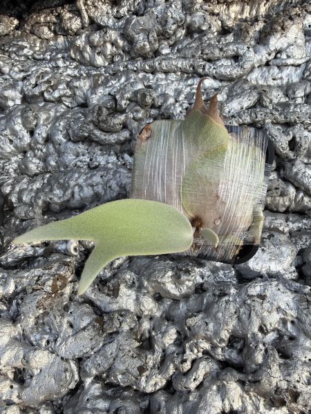 P. Monkey North "high shield"  sporeling 高冠北猴孢子苗 