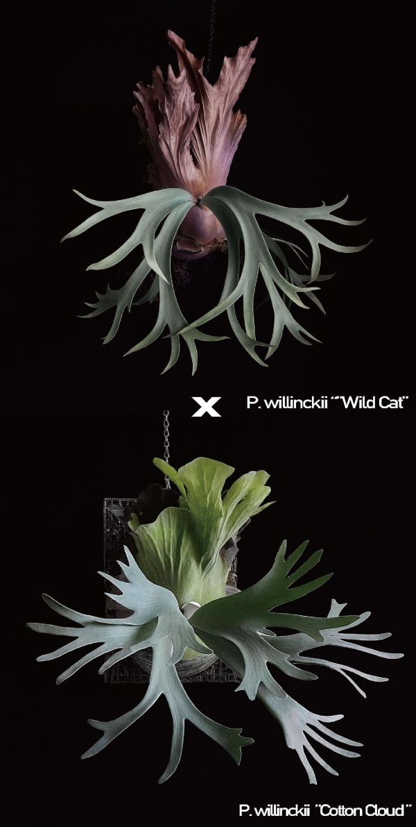 P. CCS × Wild Cat 棉花雲,野貓混播苗 