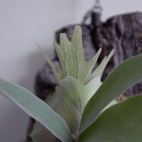 Platycerium pewchan F304 鹿角蕨 