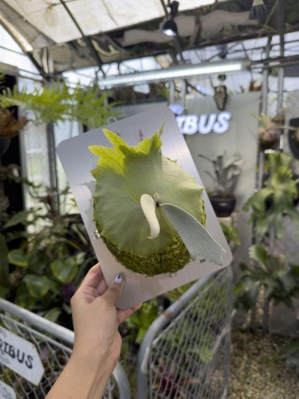 P. willinckii cv. Sri peuak 